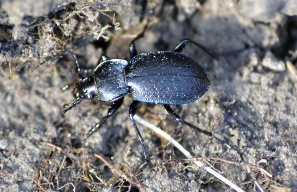 Carabus (Tomocarabus) convexus dilatatus